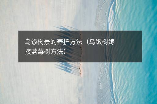 乌饭树景的养护方法（乌饭树嫁接蓝莓树方法）