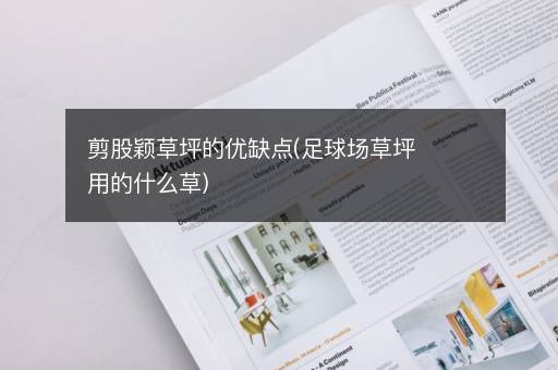 剪股颖草坪的优缺点(足球场草坪用的什么草)
