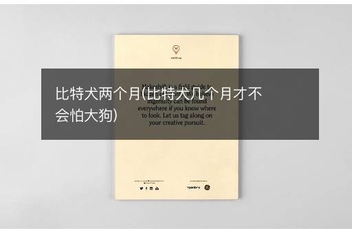 比特犬两个月(比特犬几个月才不会怕大狗)