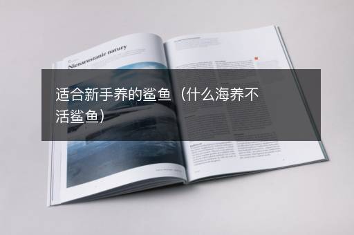 适合新手养的鲨鱼（什么海养不活鲨鱼）